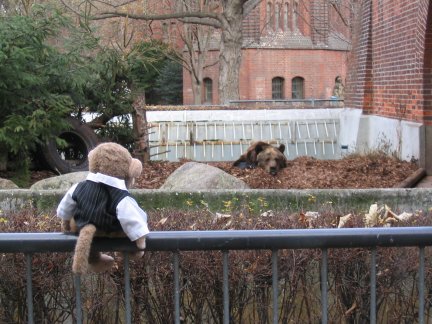 Jimby looking at the Berlin Bears