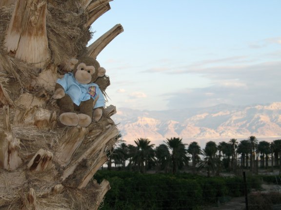 Here I am climbing a tree to get a better view of the Dead Sea and the mountains that surround it. Behind me are date palms and mango trees. 