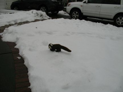 Here, another four-legged creature has been roaming the snow. He is a red panda. He looks like a housecat or a raccoon in my opinion, but I think he's some exotic animal from China
