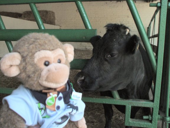 Jimby meets a cow