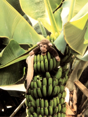 Jimby up a banana plant