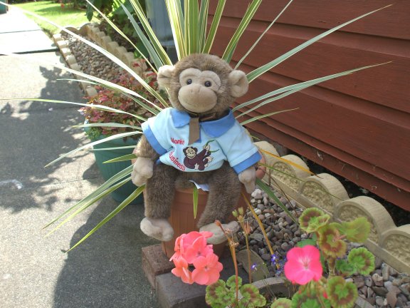 Joe sits in the flower pots