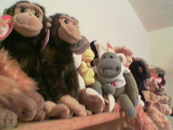 PG Monkey meets everyone